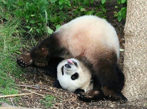 Funny Panda Image