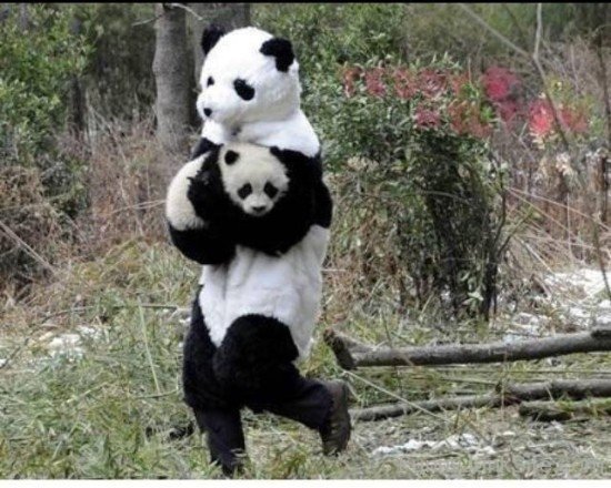 Funny Panda Kidnapping