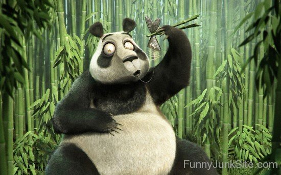 Funny Panda Photo