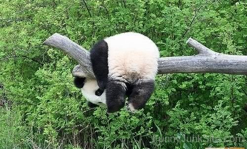 Funny Panda Sleeping
