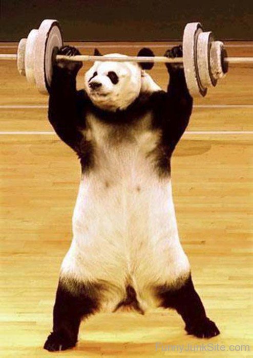 Funny Panda Weight Lifting