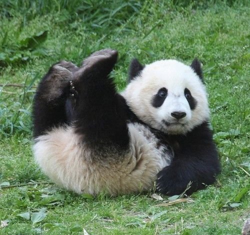Funny Panda