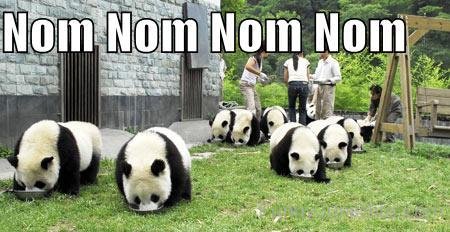 Funny Pandas Eating Noms