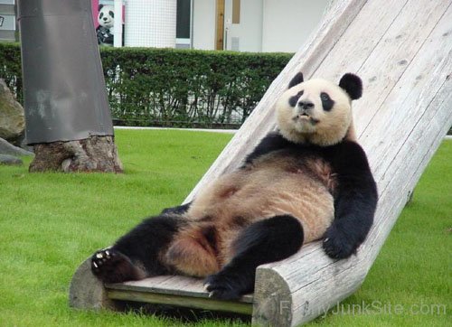 Funny Playing Panda