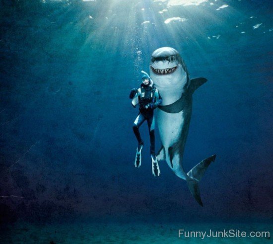 Funny Shark Image