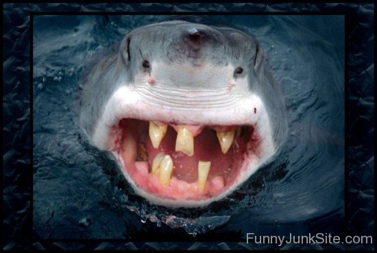 Funny Shark Teeth