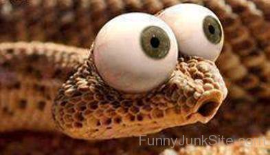 Funny Snake Eye