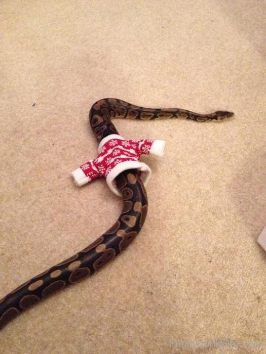 Funny Snake Sweater