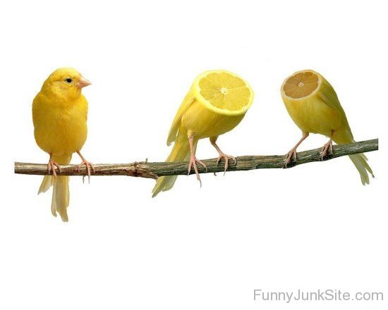 Funny Sparrow Bird