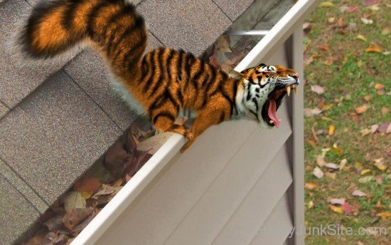 Funny Squiger Tiger