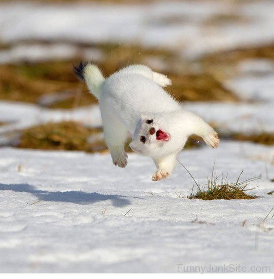 Funny Stoat