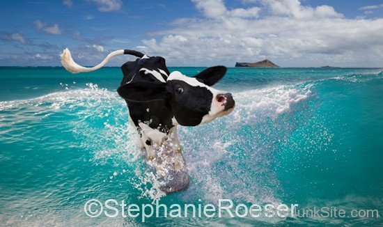Funny Surfing Holstein Cow