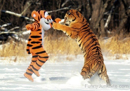 Funny Tiger Fight