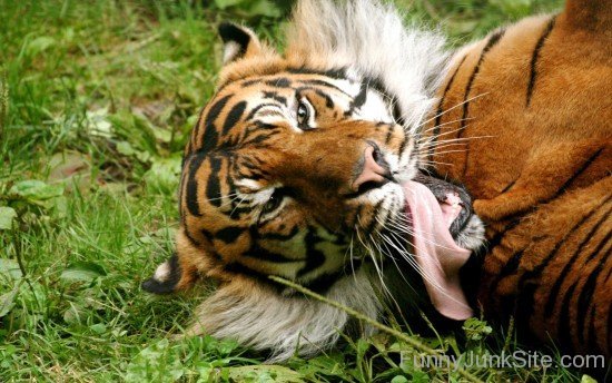 Funny Tiger Lying On Ground