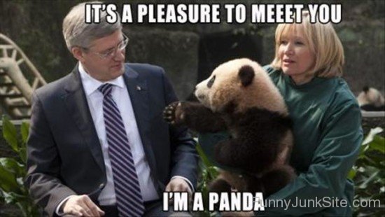 I Am A Panda