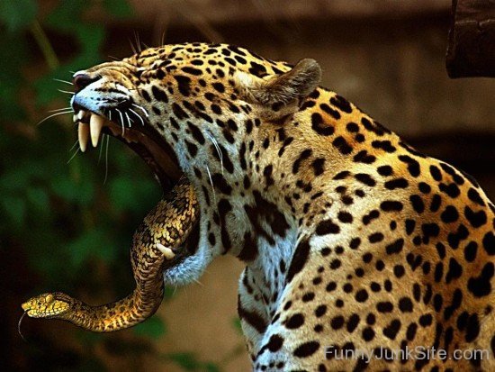 Jaguar And Snake Funny