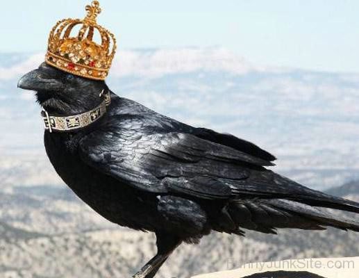 King Crow