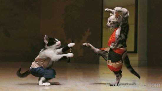 Kung Fu Cats Image