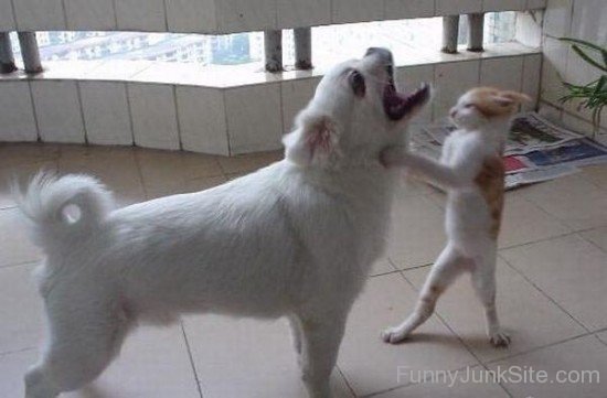 Kung Fu Fighting Cat With Dog