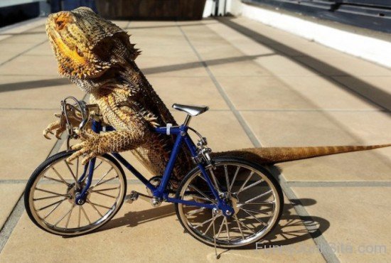 Lizard Cycle Riding