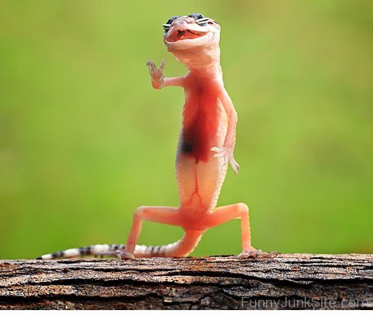 Lizard Dance