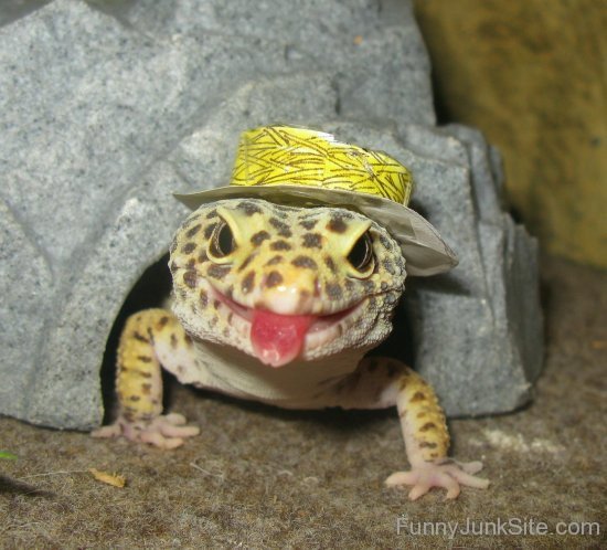 Lizard Funny Hat