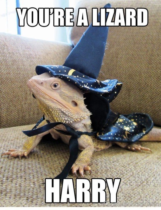 Lizard Harry Fun