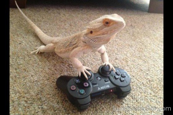 Lizard Playing Game