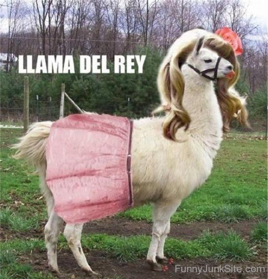 Llama Del Rey