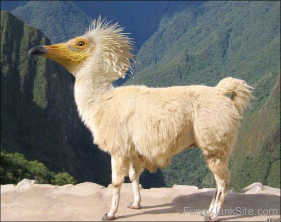 Llama Funny Bird