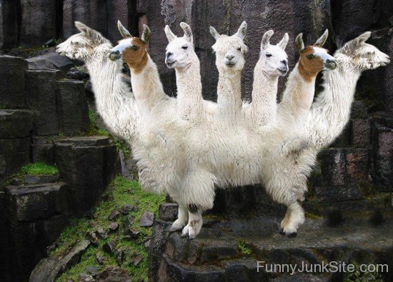 Llama Funny Goats