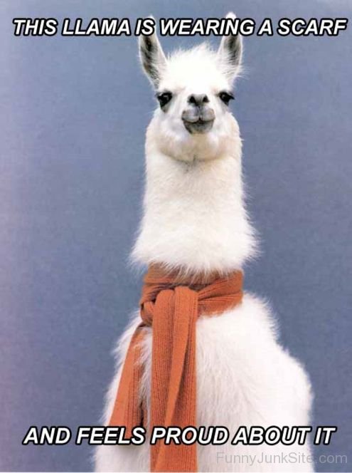 Llama Funny Quotes Picture