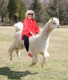 Llama Funny Riding