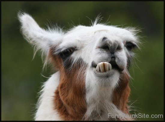 Llama Funny Teeth