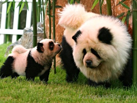 Panda Dog With Puppy
