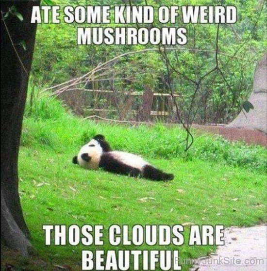 Panda Funny Photo