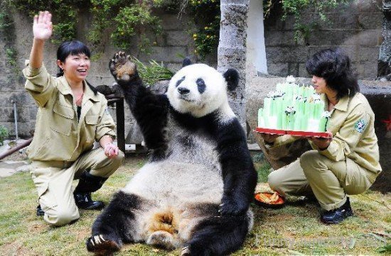 Panda Greetings