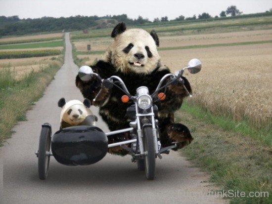 Panda On Bike Funny