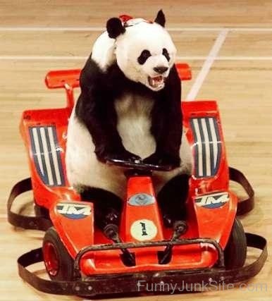 Panda On Car
