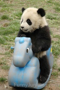 Panda Playing