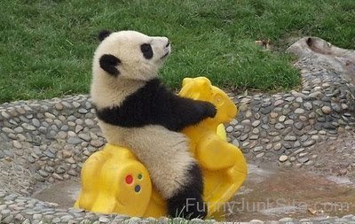 Panda Riding On Horse