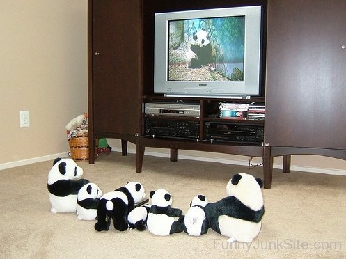 Pandas Watching Tv