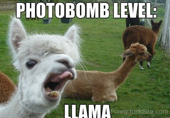 Photobomb Level Llama