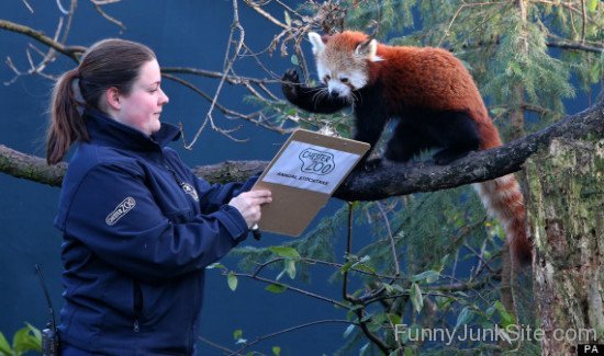 Police With Panda Fun
