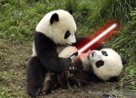 Star War In Panda