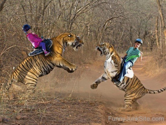 Tiger Riding Fun