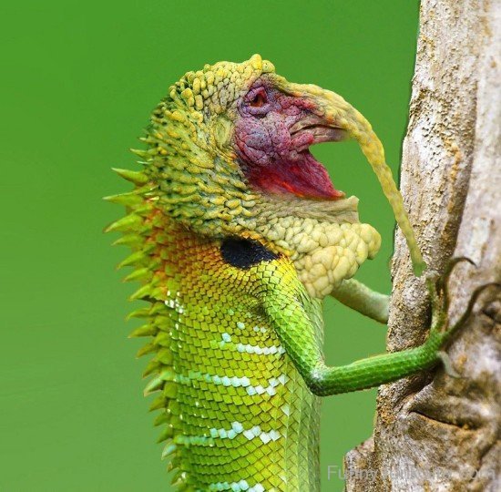 Turkey Lizard Hybrid