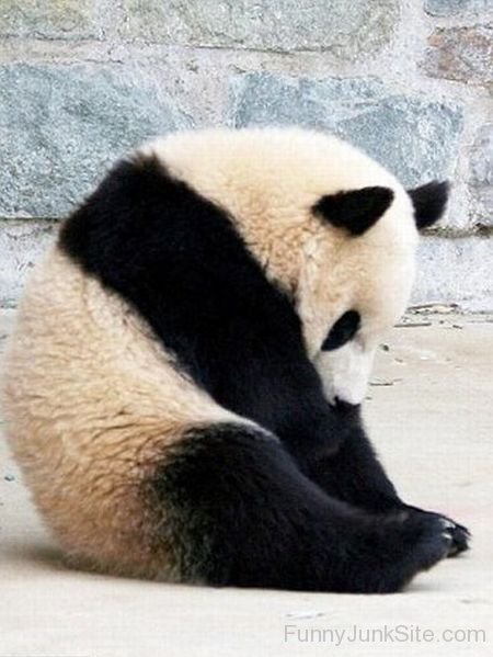 When Panda Sad