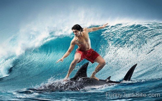 Funny Man Surfing On Shark