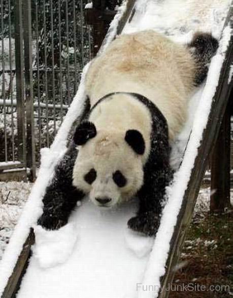 funny Sliding Panda In Snow